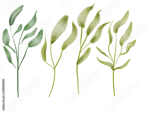 Green leafy branches with slender stems on Transparent Background