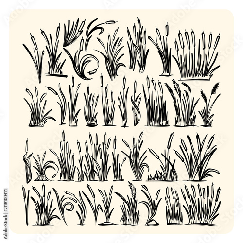 Vintage Ink Reed Grass and Cattail Botanical Line Art Collection