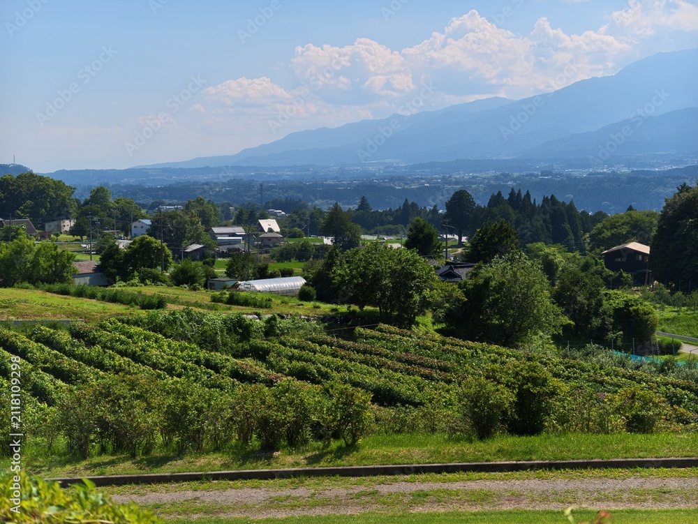 Fototapeta premium Vineyards stretch gently under a bright sky. Mountains loom softly in the distance, clouded and serene. Greenery surrounds clusters of modest houses and barns. Quiet rural landscape invites calm