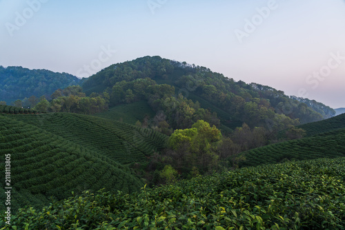 Bild auf Leinwand Lush tea plantations cover rolling hills, mixed with dense forests, under a pale dawn sky, creating a serene natural rural landscape
