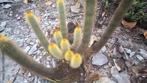 cacto na cidade de Grão Mogol, Estado de Minas Gerais, Brasil