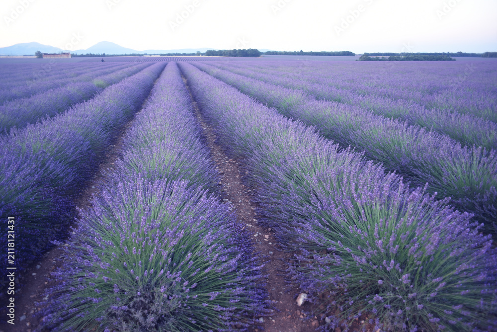 Obraz premium Lavender Field