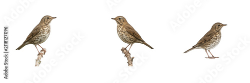 Foto Song thrush bird perched on branch set isolated on white transparent background