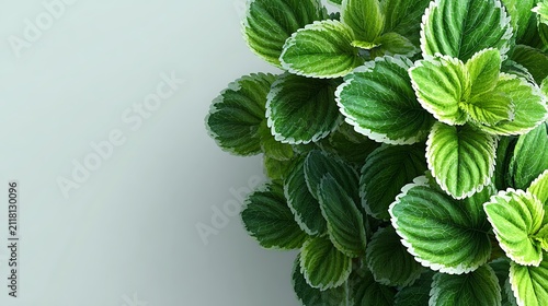 Vibrant green variegated leaves with white edges on a soft neutral background. realistic photograp