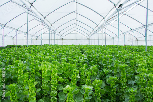 Wide view of healthy green chrysanthemum plants growing inside a modern commercial greenhouse. Flower crops cultivated under controlled conditions for premium cut flower production, showcasing profess