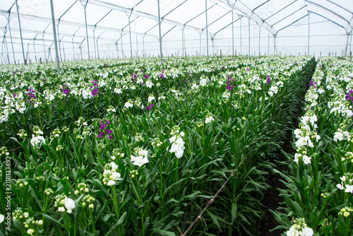 Rows of blooming stock flowers growing inside a modern commercial greenhouse. Healthy plants cultivated under controlled conditions for premium cut flower production, showcasing large scale floricultu