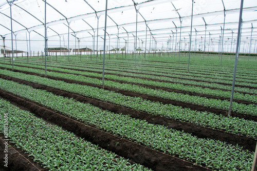 Large commercial greenhouse with rows of young ornamental flower plants growing in cultivated beds. Modern floriculture facility dedicated to propagation, cultivation and large scale flower production