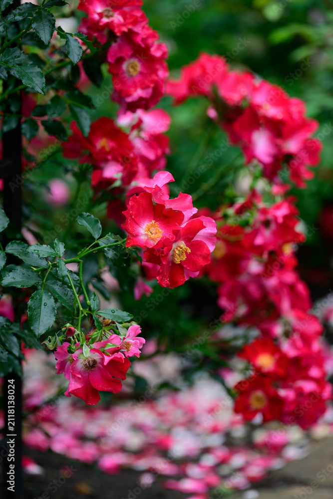 Naklejka premium Dortmund kordesii hybrid climbing rose clusters blooming on metal fence with fallen petals scattered on wet ground after summer rain copy space