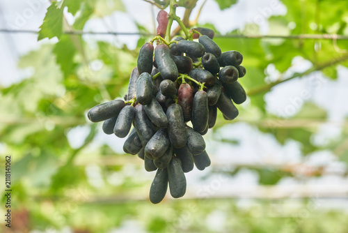 Bild auf Leinwand Close up of elongated dark purple sweet sapphire grapes hanging from a vine in a