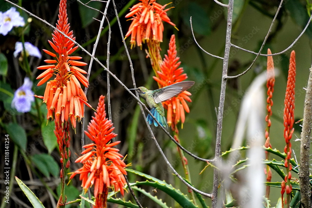 Fototapeta premium Sparkling violetear (Colibri coruscans) hummingbird in flight, feeding from an aloe plant, in Cotacachi, Ecuador