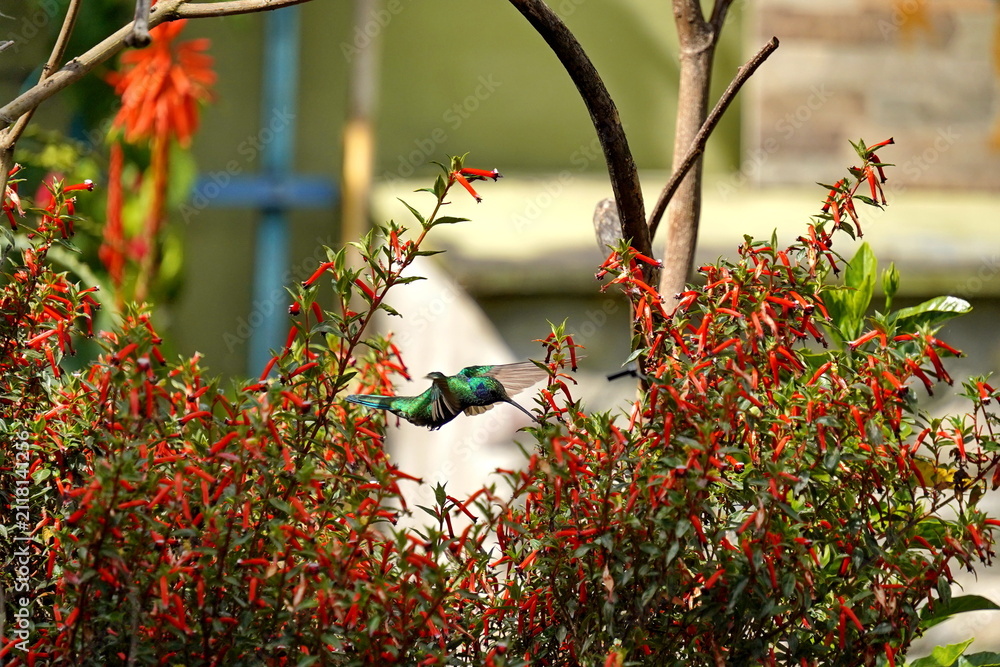 Fototapeta premium Sparkling violetear (Colibri coruscans) hummingbird on a red rocket flower in Cotacachi, Ecuador
