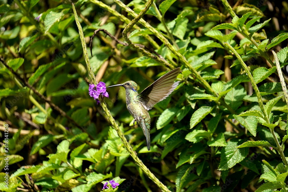 Fototapeta premium Sparkling violetear (Colibri coruscans) hummingbird in flight, feeding from a porterweed plant, in Cotacachi, Ecuador