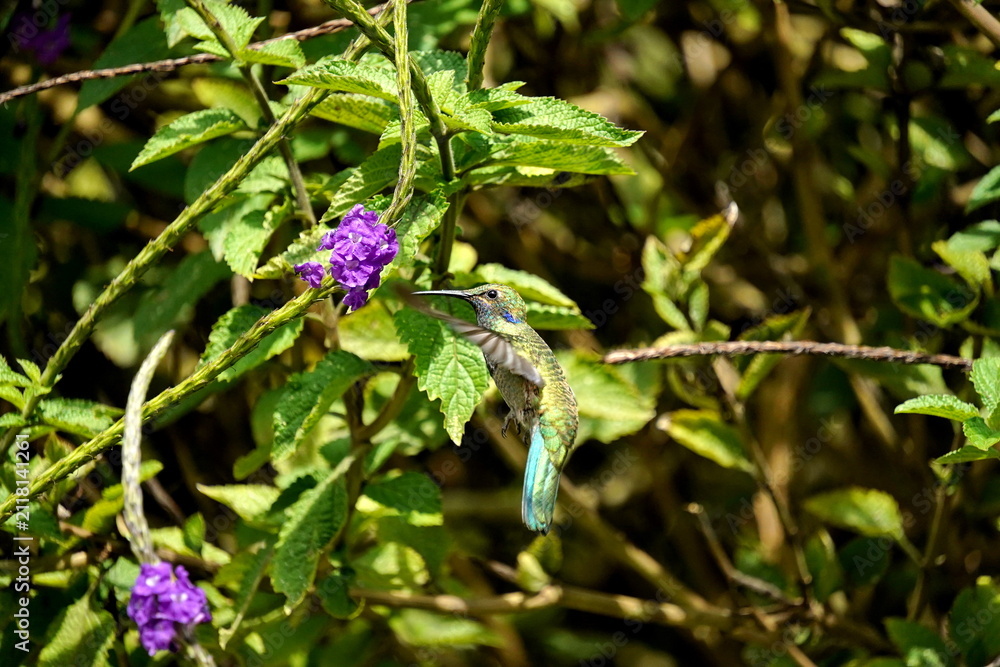 Fototapeta premium Sparkling violetear (Colibri coruscans) hummingbird in flight, feeding from a porterweed plant, in Cotacachi, Ecuador