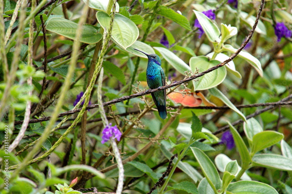 Fototapeta premium Sparkling violetear (Colibri coruscans) hummingbird perched in the flowers in Cotacachi, Ecuador