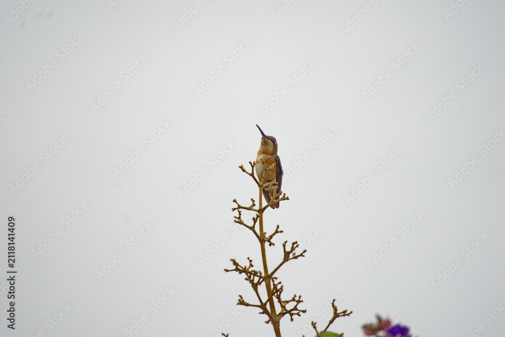 Fototapeta premium White-bellied woodstar (Chaetocercus mulsant) hummingbird perched on a stick in Cotacachi, Ecuador