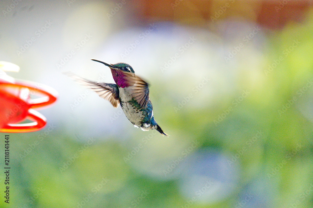 Fototapeta premium Male white-bellied woodstar (Chaetocercus mulsant) hummingbird in flight at a hummingbird feeder in Cotacachi, Ecuador