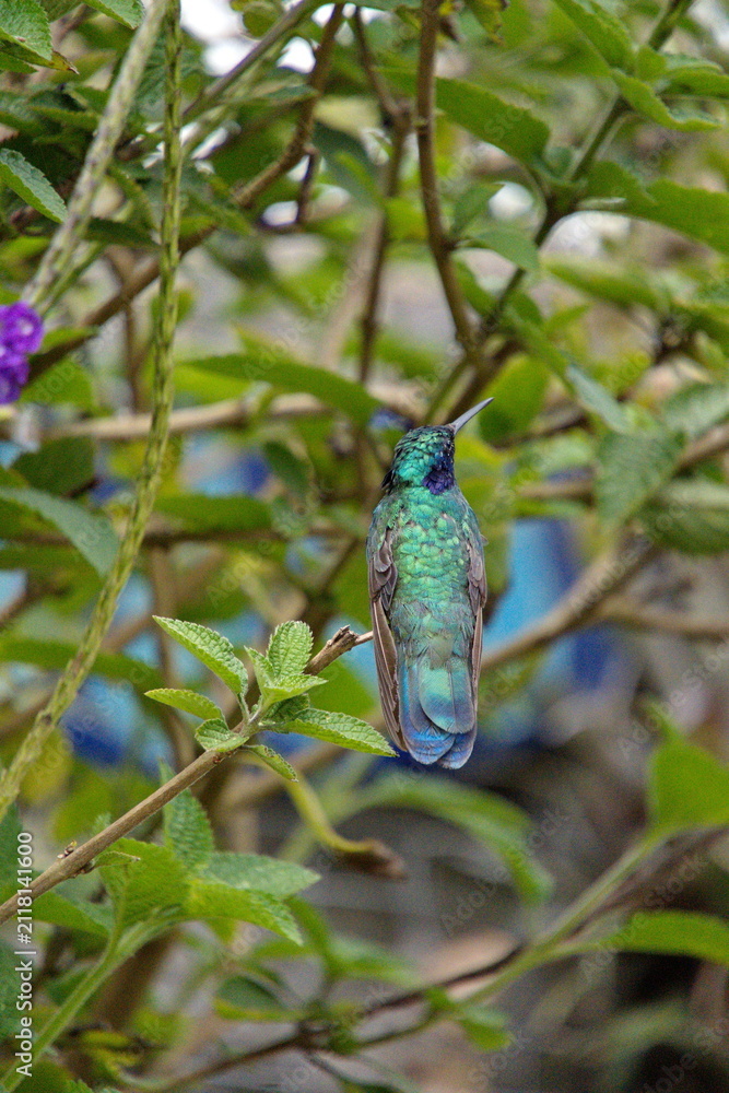 Fototapeta premium Sparkling violetear (Colibri coruscans) hummingbird perched in a porterweed plant, in Cotacachi, Ecuador