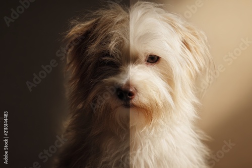 Split portrait of a small dog showing matted dirty fur and clean groomed coat for contrast concept poster and background