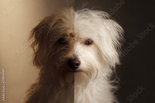 Split portrait of a dog with matted dirty fur on one side and clean fluffy fur on the other for pet adoption and grooming before and after banner