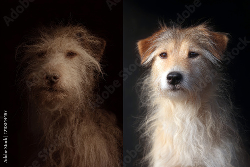 Side by side dog portrait showing scruffy matted fur and groomed clean coat for pet care background and before after banner design