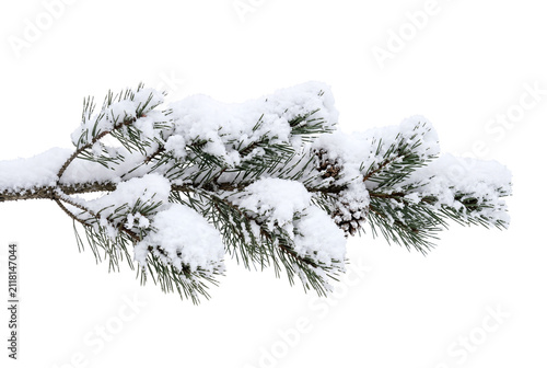 Принти на полотні Pine branch covered in snow with pinecones