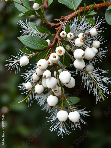 Mistletoe with white berries and feathery foliage on a rustic wooden stem, holiday, rustic