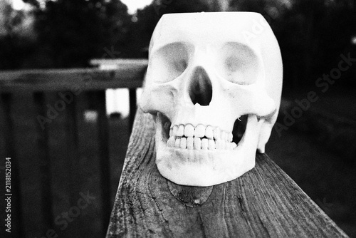 Foto skull on the fence
