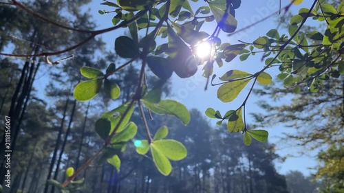 Sunlit green leaves gently sway in the breeze beneath a glowing morning sky, creating a peaceful forest scene filled with natural light, fresh air, and calming outdoor beauty.
