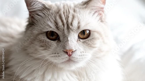 Fluffy white cat blinking in bright domestic room cinematic close-up for pet care marketing