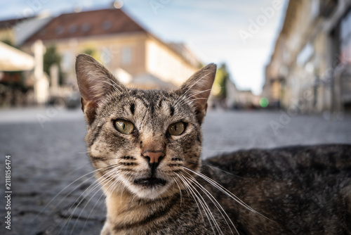 Foto Close-up portrait of a stray tabby cat standing on a city street, in belgrade, serbia, with its face, green eyes and whiskers in sharp focus against a softly blurred urban background