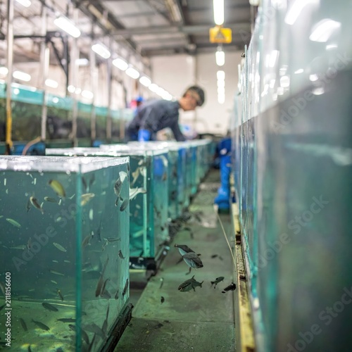 Aquaculture facility with rows of glass fish tanks.