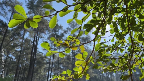 Sunlit green leaves gently sway in the breeze beneath a glowing morning sky, creating a peaceful forest scene filled with natural light, fresh air, and calming outdoor beauty