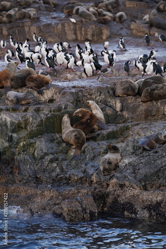 Photography Colony of sea lions and imperial cormorants on rocky shore in Ushuaia Patagonia