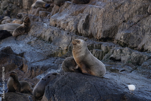 Bild auf Leinwand Sea lion perching on rock formation with sea bird on island in Tierra del Fuego