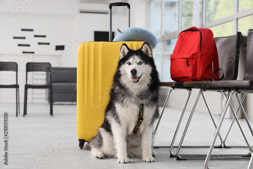 Siberian husky dog sitting ...