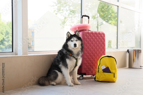 Siberian husky dog sitting ...
