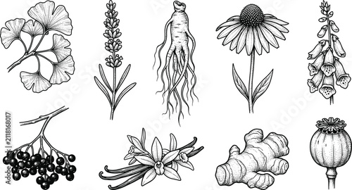 Foto Medicinal Herbs and Botanical Plants Vintage Engraving Vector Set with Ginseng G