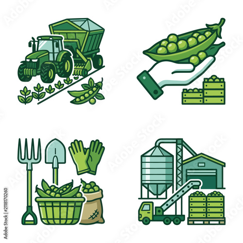Green peas in farm setting.