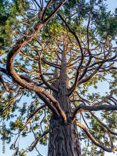 Towering redwood trunk with twisting branches illuminated by warm evening sunlight