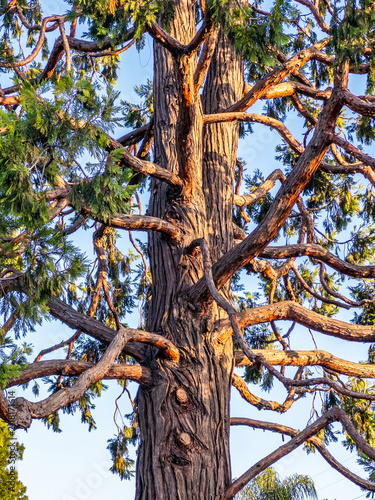 Towering redwood trunk with twisting branches illuminated by warm evening sunlight