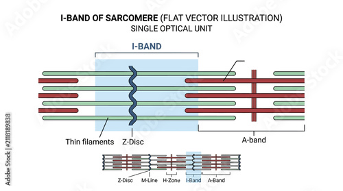 Foto Sarcomere Structure Scientific Diagram