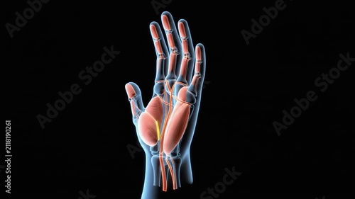 Transparent Holographic Human Hand Anatomy Showing Muscles Tendons and Nerves Opening and Closing on Black Background