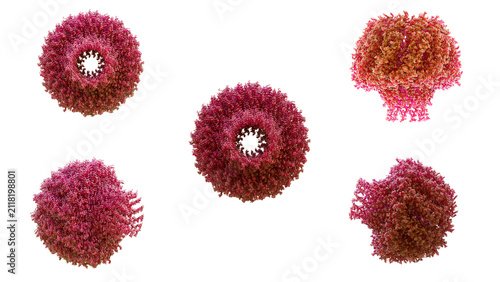 Fotografie 3D structure of cryo-EM engineered oncolytic herpes simplex virus hsv-1 capsid from five different angles, 16bit high precision image primarily for melanoma and solid tumor immunotherapy 3D render
