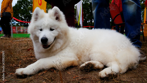 Fotografie White fluffy large dog lying on the ground in the park