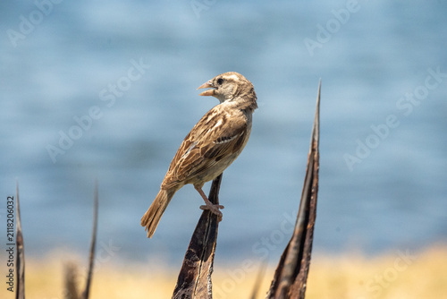 Foto House sparrow (Passer domesticus) perched on an agave plant on the beach, in Ham