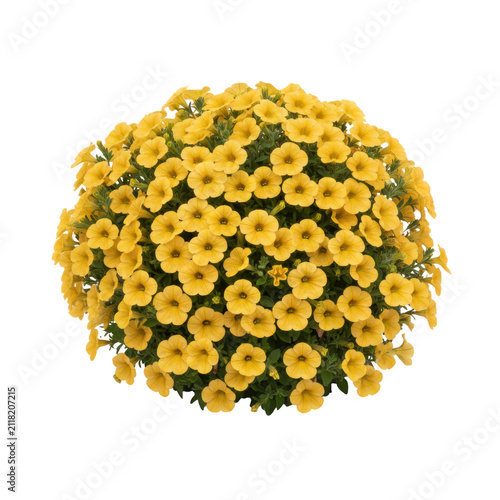 Lush calibrachoa bush with hundreds of vibrant golden-yellow trumpet blossoms and deep-green ovate leaves against a transparent background, spring floral freshness