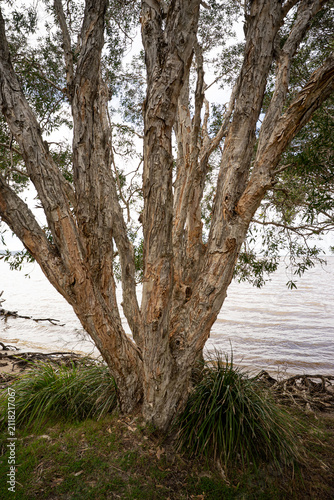 Melaleuca tree trunk with unique layered bark texture overlooking a quiet river scene with copy space