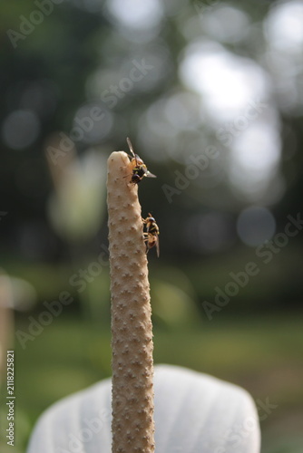 Obraz na płótnie Close-up macro photography of two small hoverflies or fruit flies resting on the