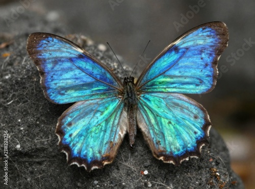Vibrant blue morpho butterfly with iridescent turquoise wings resting on dark stone rock, macro nature photography showcasing delicate wing patterns and exotic insect beauty for wildlife concepts
