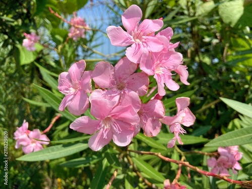Pink Oleander Flowers Blooming in Natural Garden Sunlight